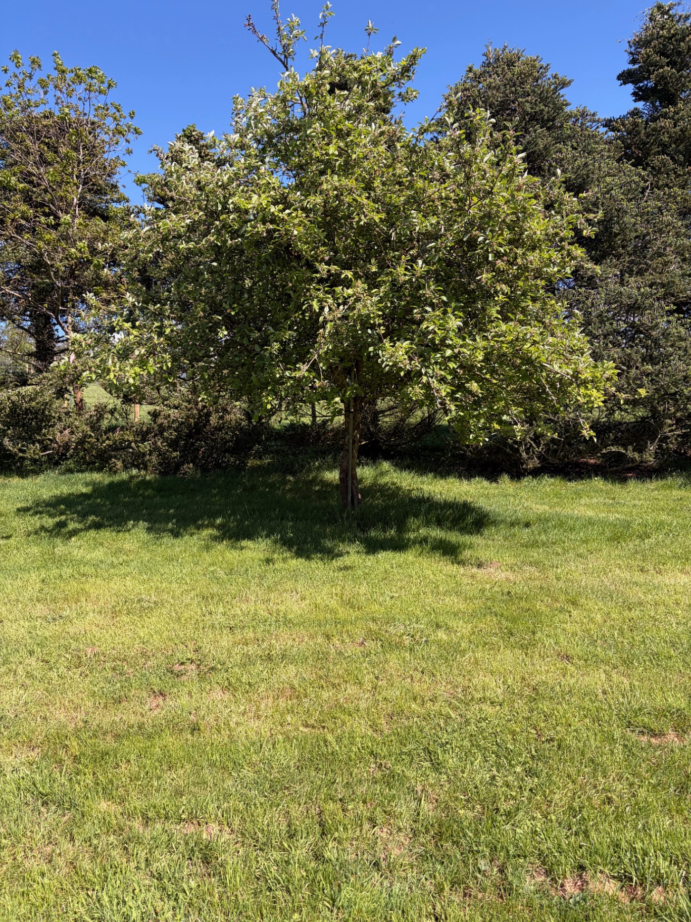 A mature apple tree casting shade across the orchard meadow
