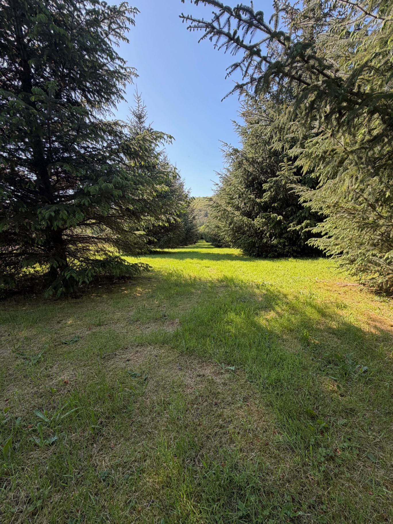 An avenue of mature pines opening onto the valley beyond