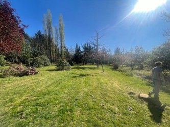 Sunlight breaking across a meadow bordered by blossoming trees