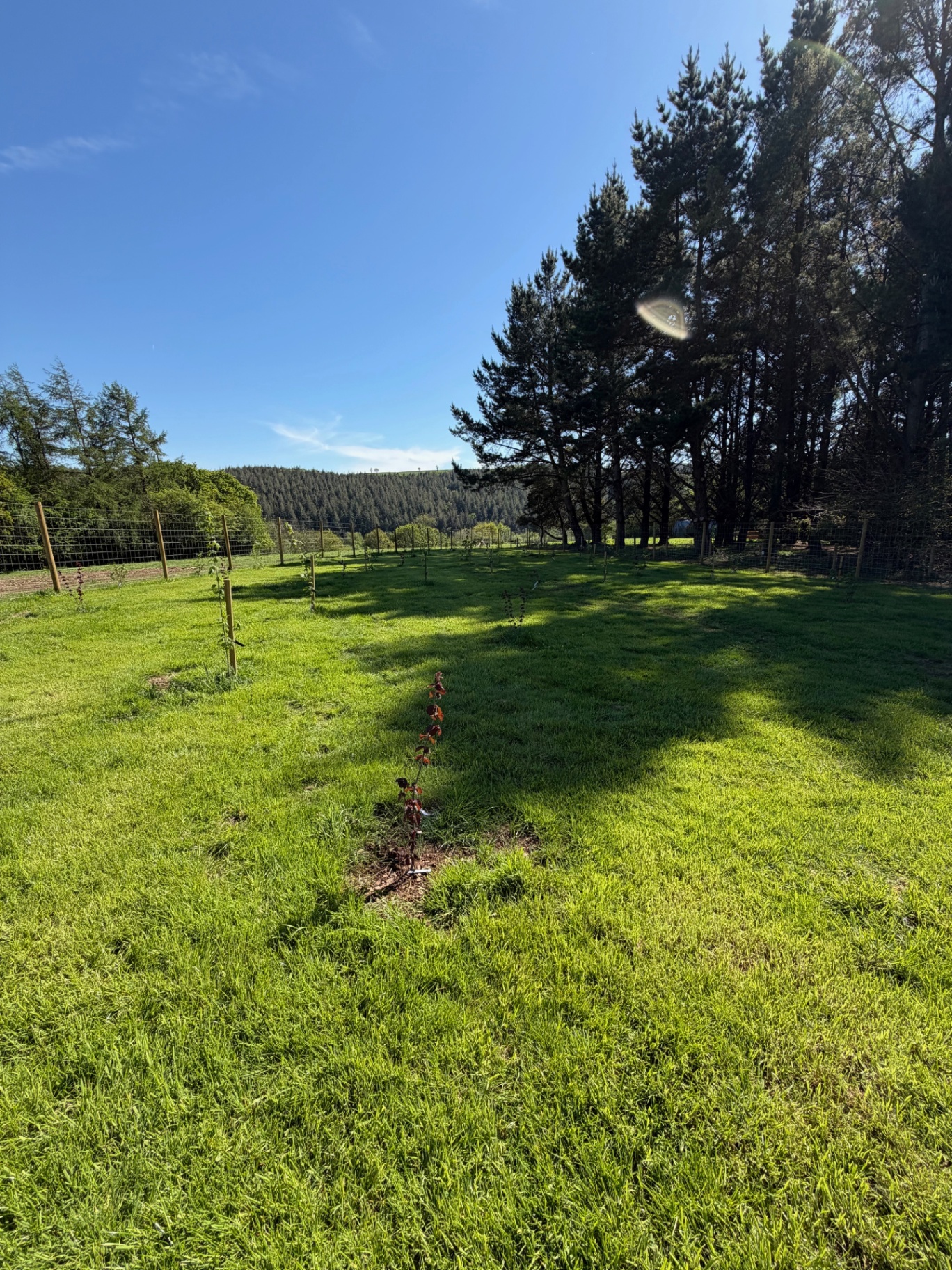 Rows of young fruit trees in a newly planted orchard