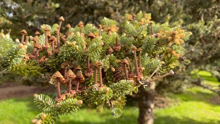 Fresh fir cones clustered along an evergreen branch