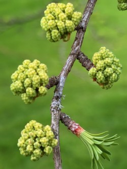 Larch buds opening in spring at the Blinsham Pinetum